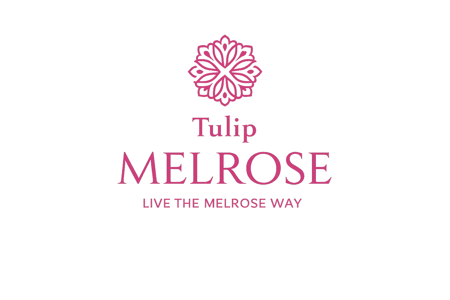 Tulip Melrose